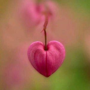 Meet your Posher, Joyce